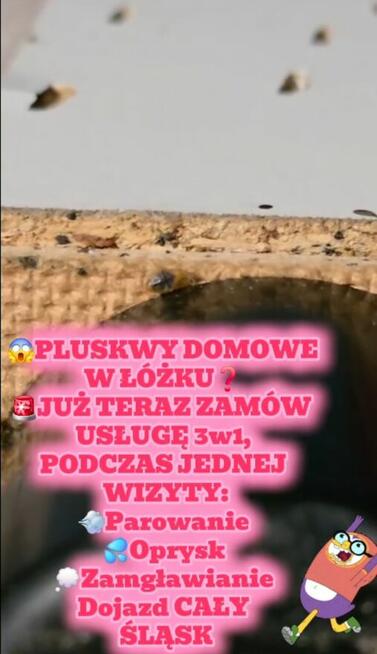 Pluskwa domowa, pluskwy, pozbądź się pluskwy, karaluchow