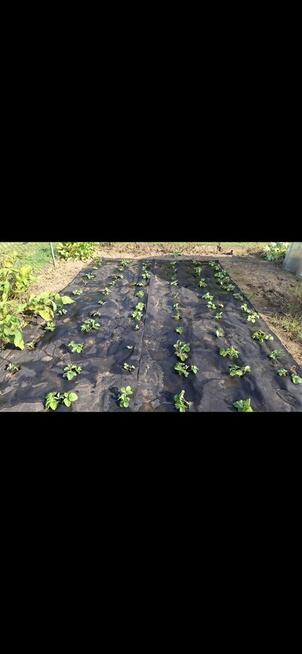 Działka rod Kuzniczka