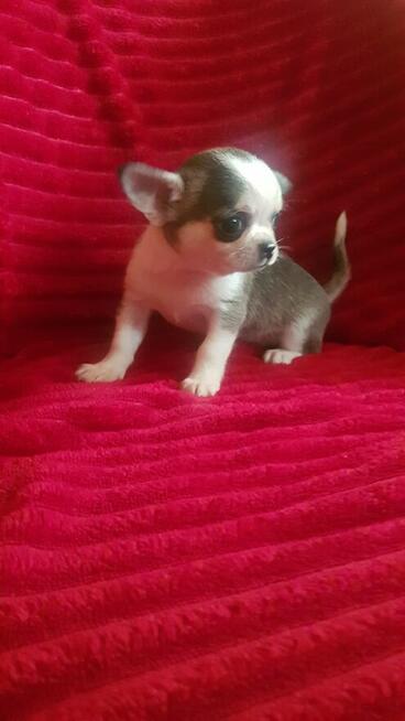 Pieski chihuahua śliczne