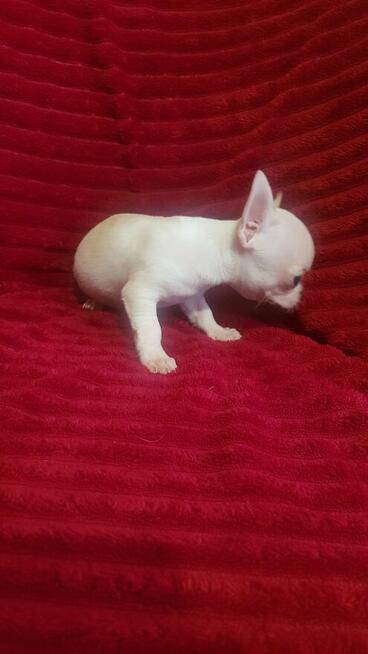 Pieski chihuahua śliczne