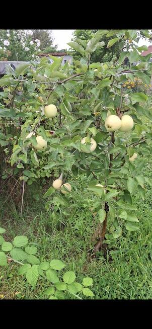 Działka rod Kuzniczka