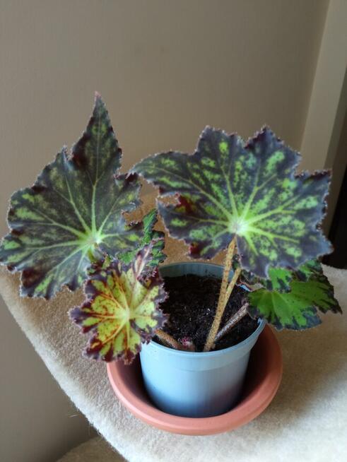 Dorodny fiołek obficie kwitnący