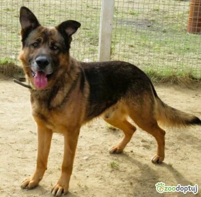 RASTI - cudowny owczarek porzucony za kratami, ADOPTUJ