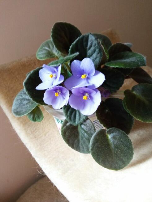 Dorodny fiołek obficie kwitnący