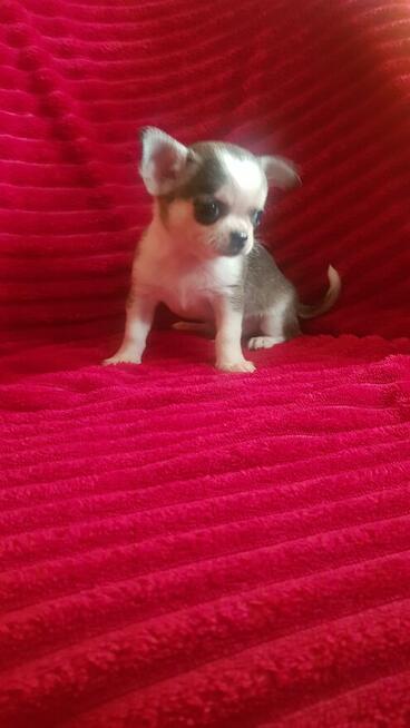 Pieski chihuahua śliczne