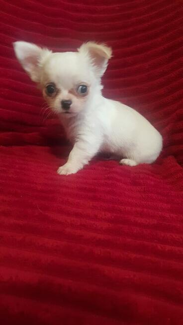 Pieski chihuahua śliczne