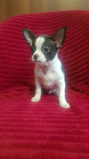 Pieski chihuahua śliczne