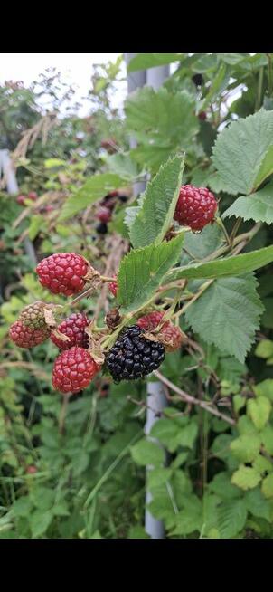 Działka rod Kuzniczka