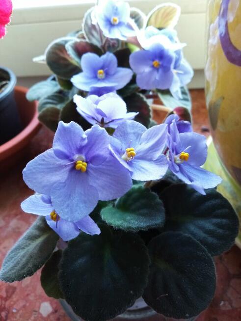 Dorodny fiołek obficie kwitnący