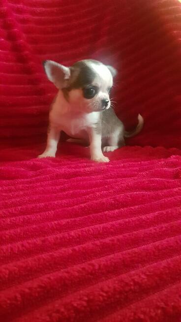 Pieski chihuahua śliczne