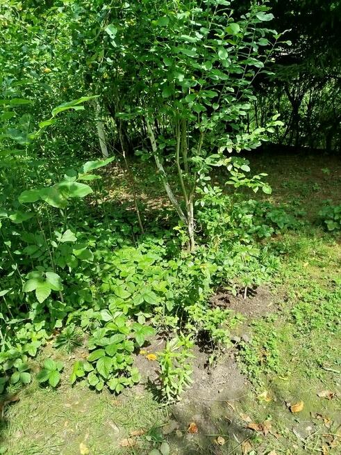 Działka Rod na sprzedaż