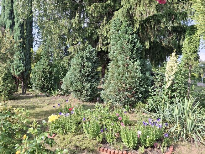 Sprzedam działkę ROD