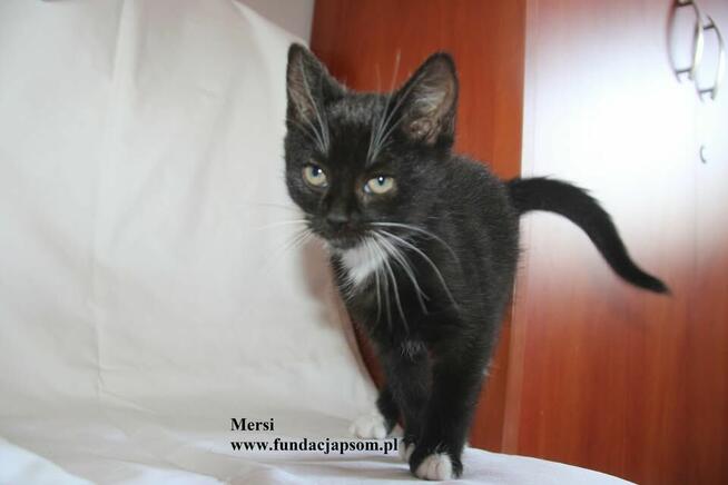 Mersi