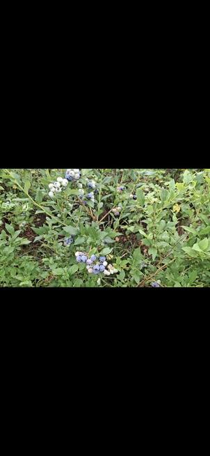 Działka rod Kuzniczka