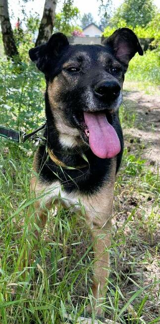 ATOS - zapomniany przez wszystkich? szuka PILNIE domu