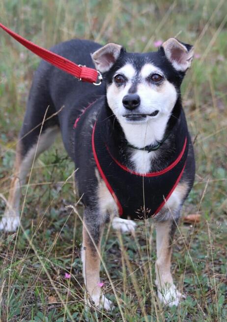 Wspaniała sunia nie mająca łatwego życia szuka dobrego domku