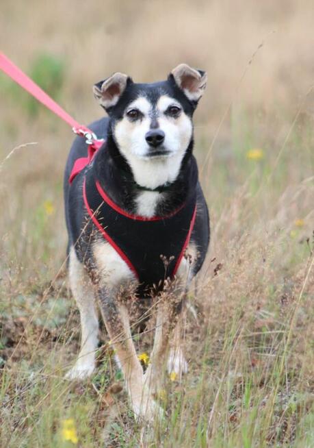 KIRA nieśmiała sunia szuka spokojnego i kochającego domku