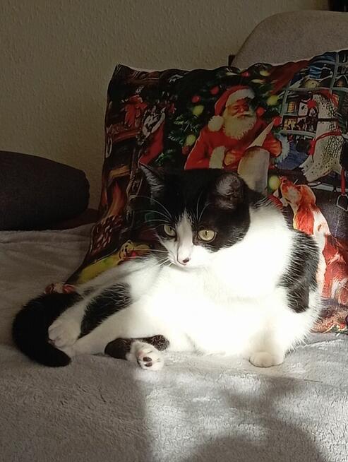 Oddam kotkę w dobre ręce