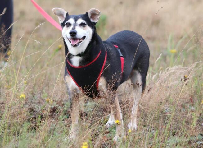 Kochana uległa sunia wiele w życiu przeszła daj jej dom