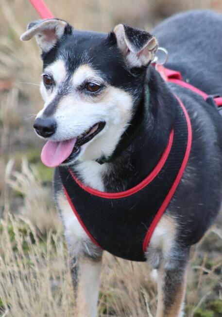 KIRA nieśmiała sunia szuka spokojnego i kochającego domku