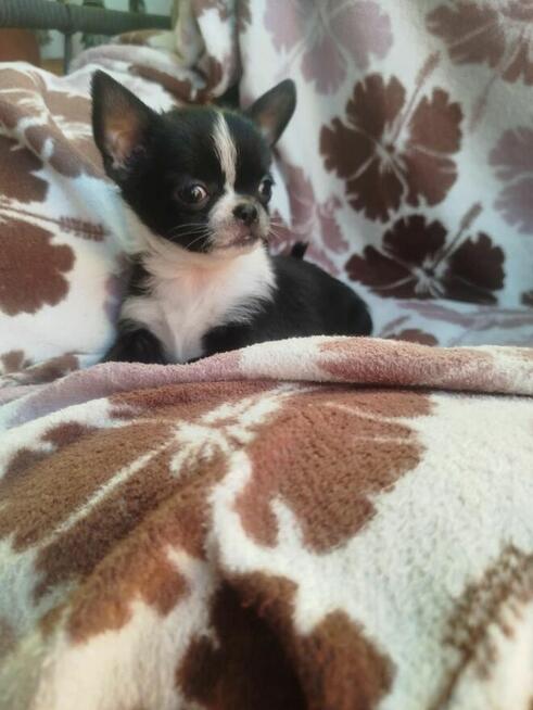 Śliczny piesek chihuahua