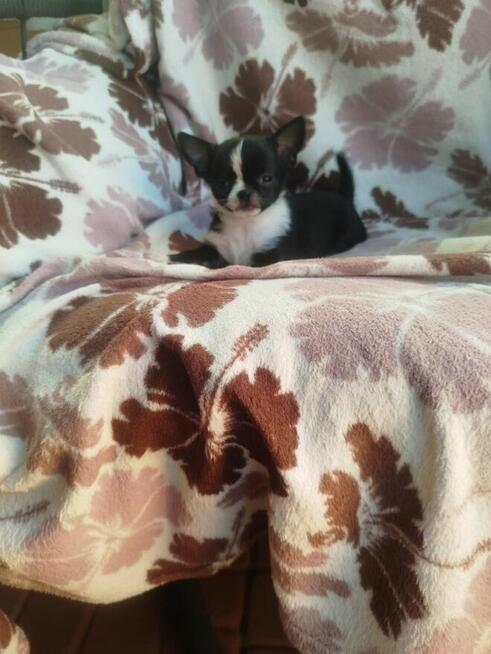 Śliczny piesek chihuahua