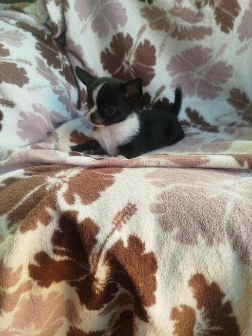 Śliczny piesek chihuahua