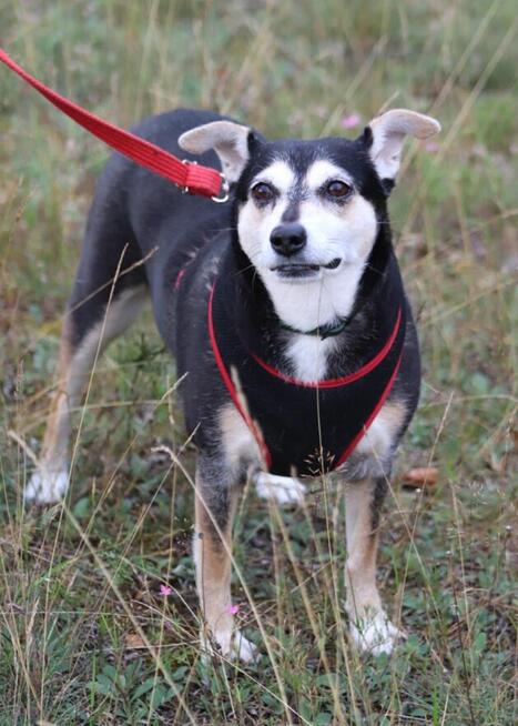 Cudowna łagodna sunia szuka PILNIE domku pełnego miłości