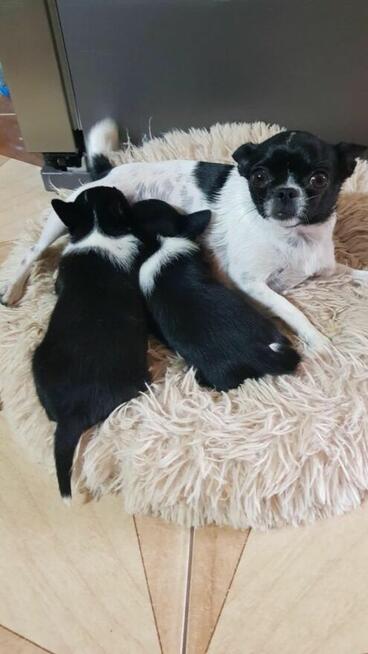 Śliczny piesek chihuahua