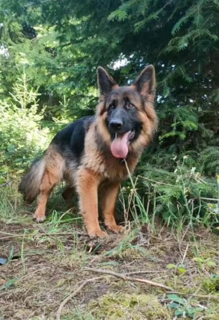 Nadal poszukiwana Bella