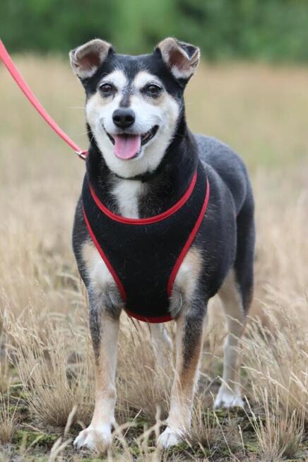Wspaniała sunia nie mająca łatwego życia szuka dobrego domku