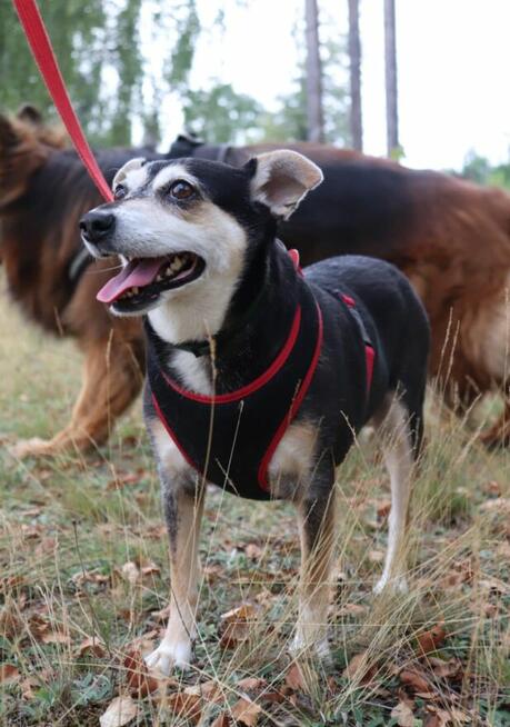 Wspaniała sunia nie mająca łatwego życia szuka dobrego domku