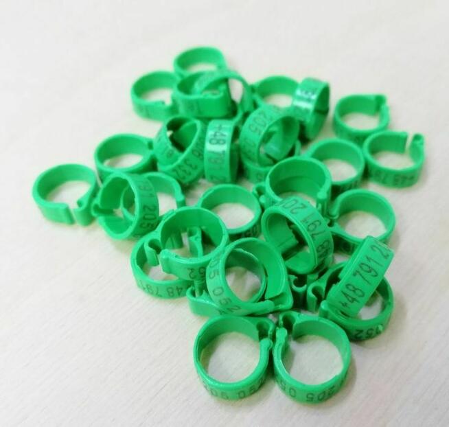 Znaczniki grawerowane 8x5 dla gołębi pocztowych z telefonem