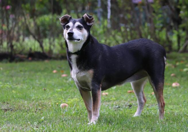 Cudowna łagodna sunia szuka PILNIE domku pełnego miłości