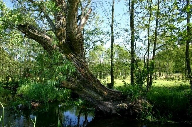 sprzedam działkę rekreacyjno-rolną