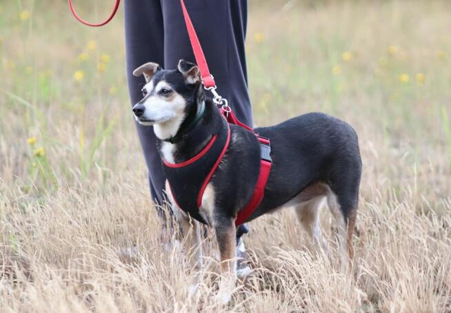 Wspaniała sunia nie mająca łatwego życia szuka dobrego domku