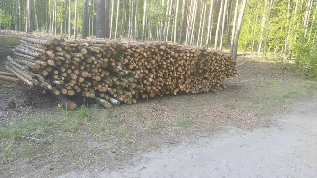 Drzewo sosnowe 100zl/m