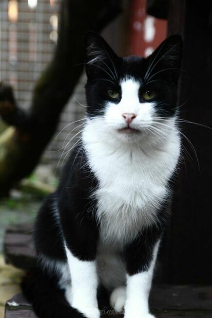 Dany - wyjątkowy, łagodny, czysty kot!