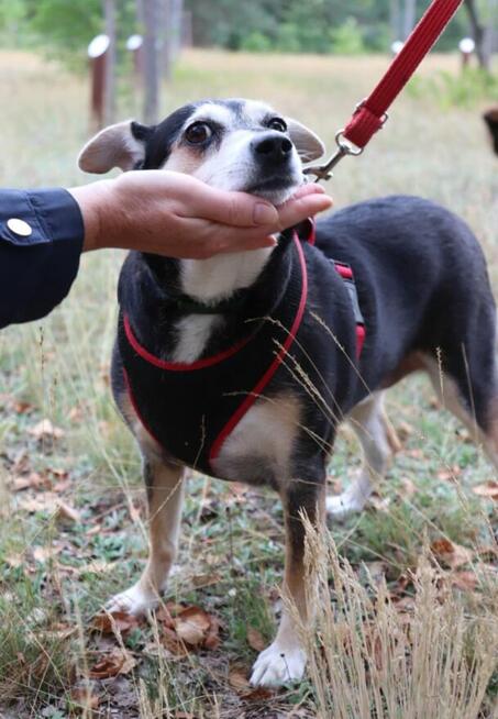 Kochana uległa sunia wiele w życiu przeszła daj jej dom