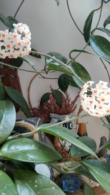 Tanio sprzedam wielką hoję