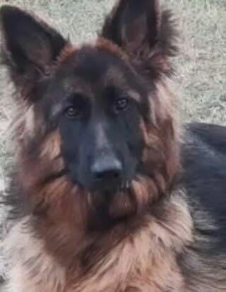 Nadal poszukiwana Bella