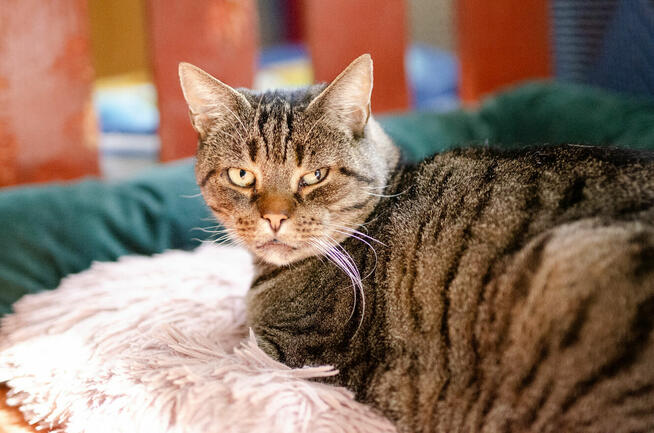 Ramzes - spokojny bury kociak szuka domu!