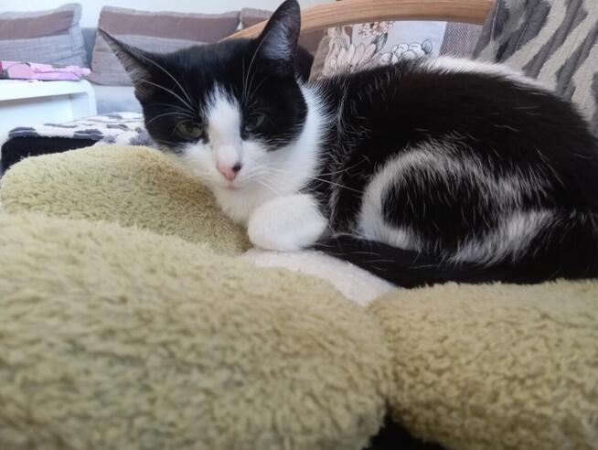 Oddam kotkę w dobre ręce