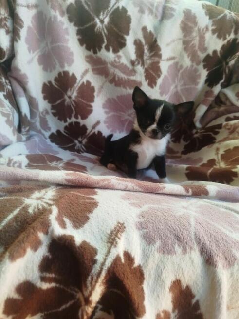 Śliczny piesek chihuahua