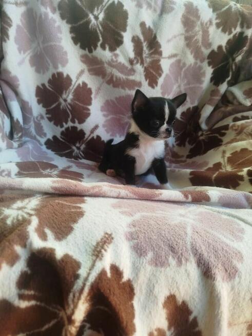 Śliczny piesek chihuahua