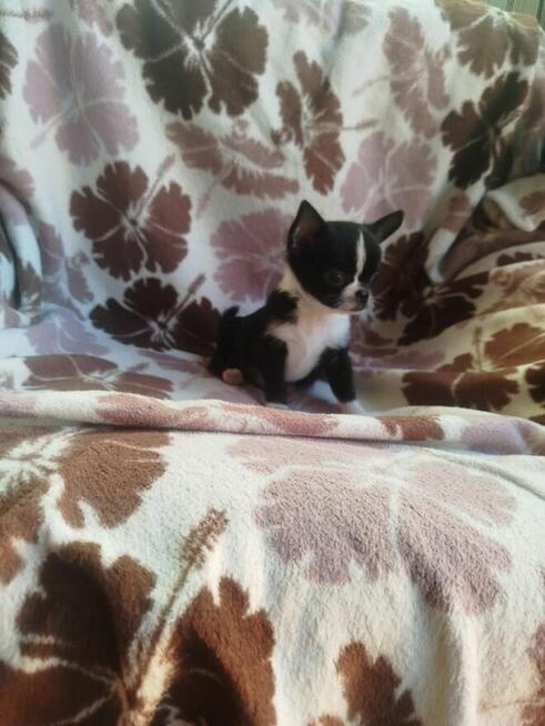 Śliczny piesek chihuahua