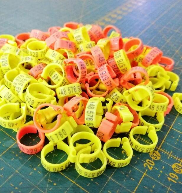 Znaczniki grawerowane 8x5 dla gołębi pocztowych z telefonem