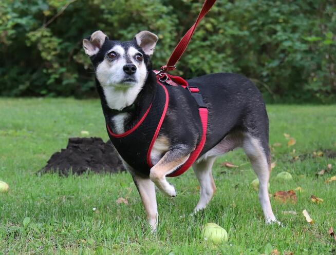 Kochana uległa sunia wiele w życiu przeszła daj jej dom
