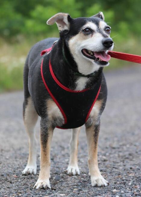 Wspaniała sunia nie mająca łatwego życia szuka dobrego domku