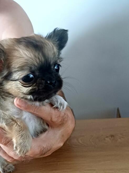 Chihuahua Maleńka